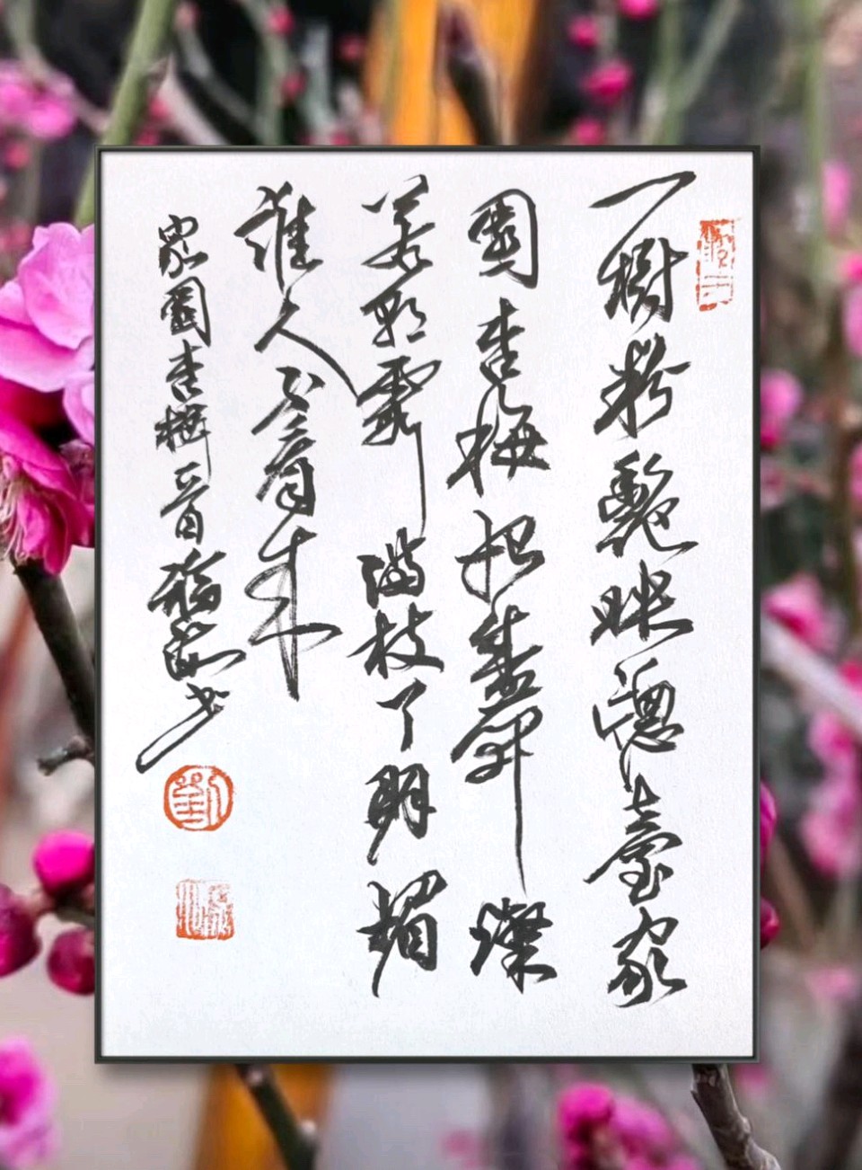 杏梅始盛开