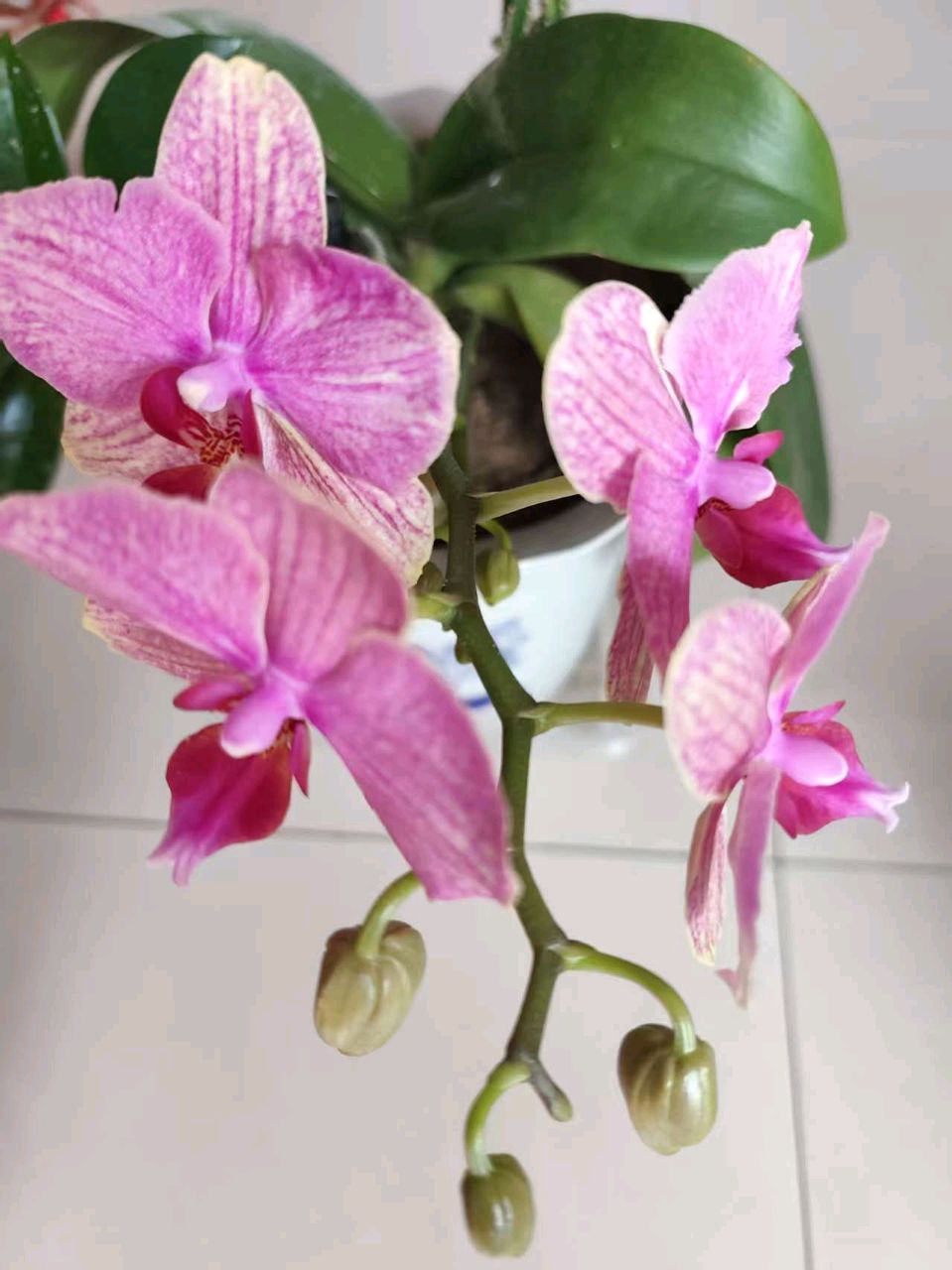 【都市头条向幸福出发编辑部】第15169期 我家的蝴蝶兰 朗诵：苌彦凤 作者/雄鹰（图3）