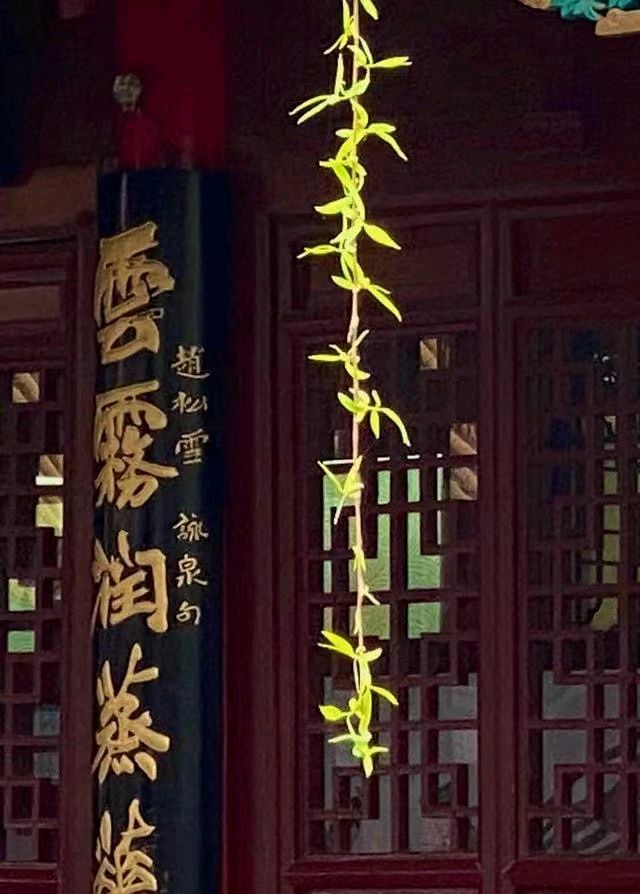 初春柳丝美（图6）