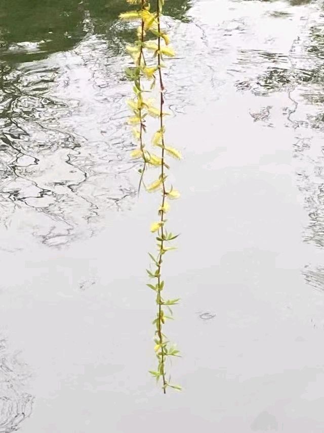 初春柳丝美（图9）