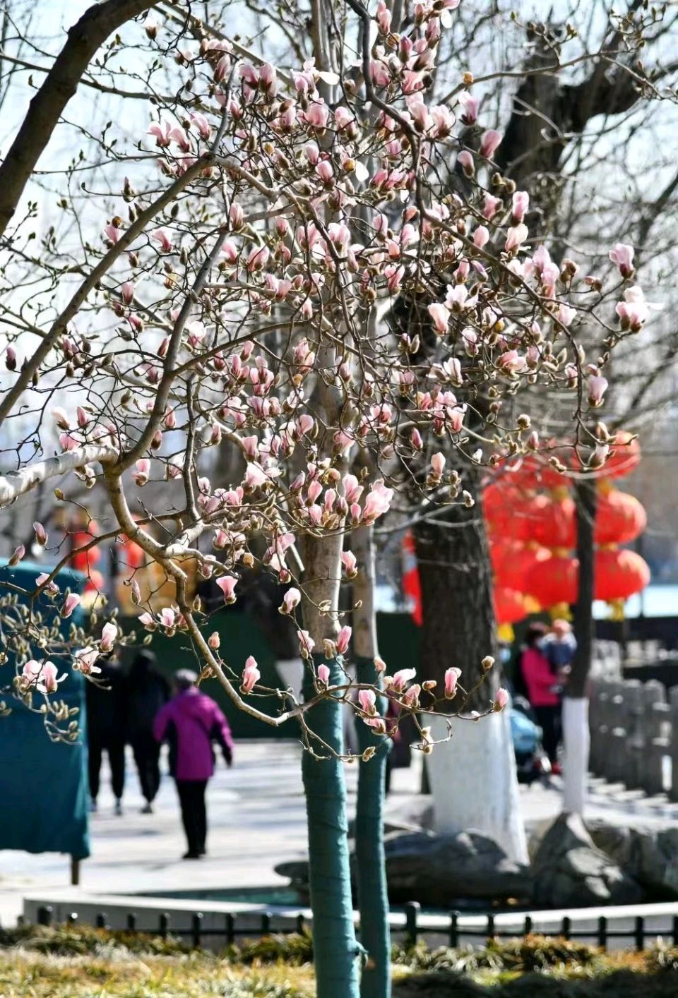 明湖玉兰花（图4）
