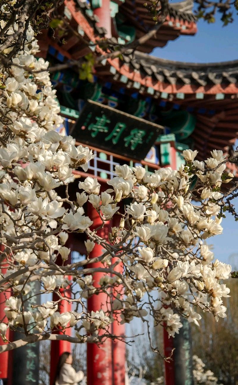 明湖玉兰花（图3）