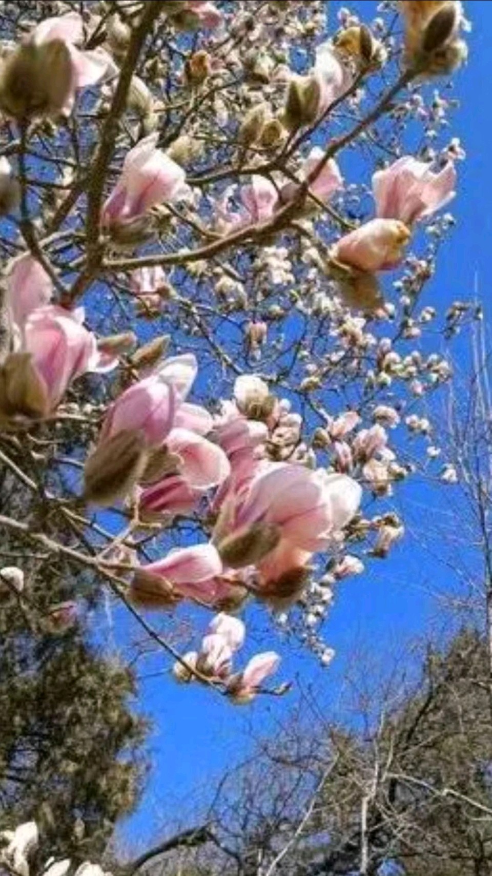 明湖玉兰花（图9）