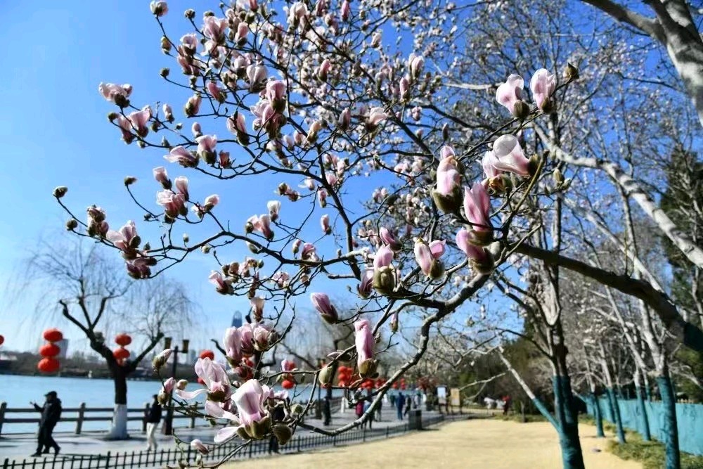 明湖玉兰花（图8）