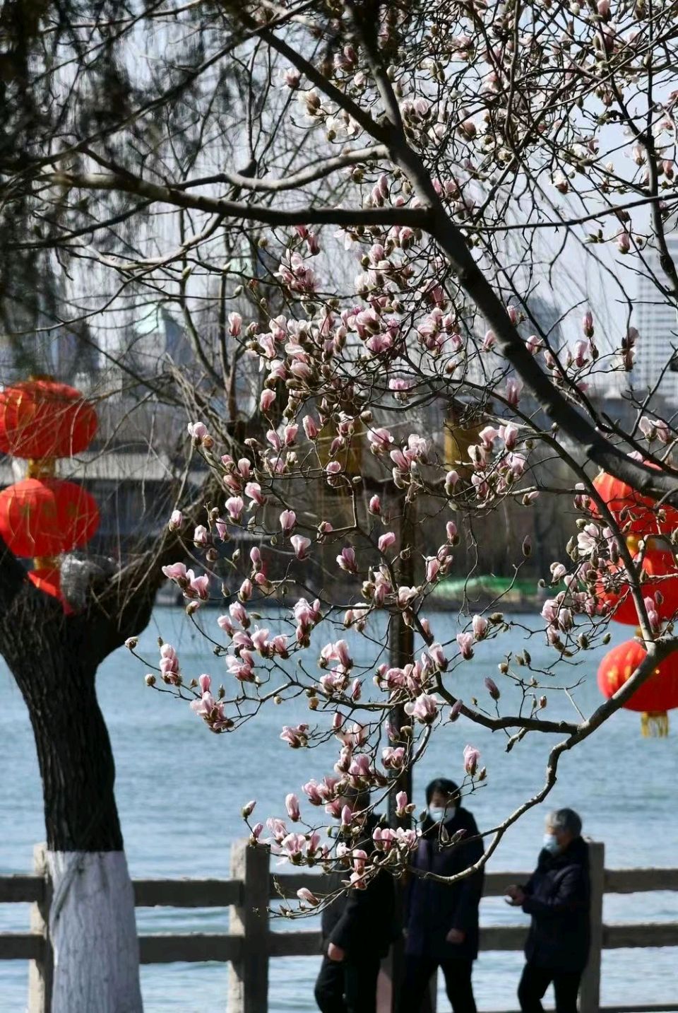明湖玉兰花（图6）
