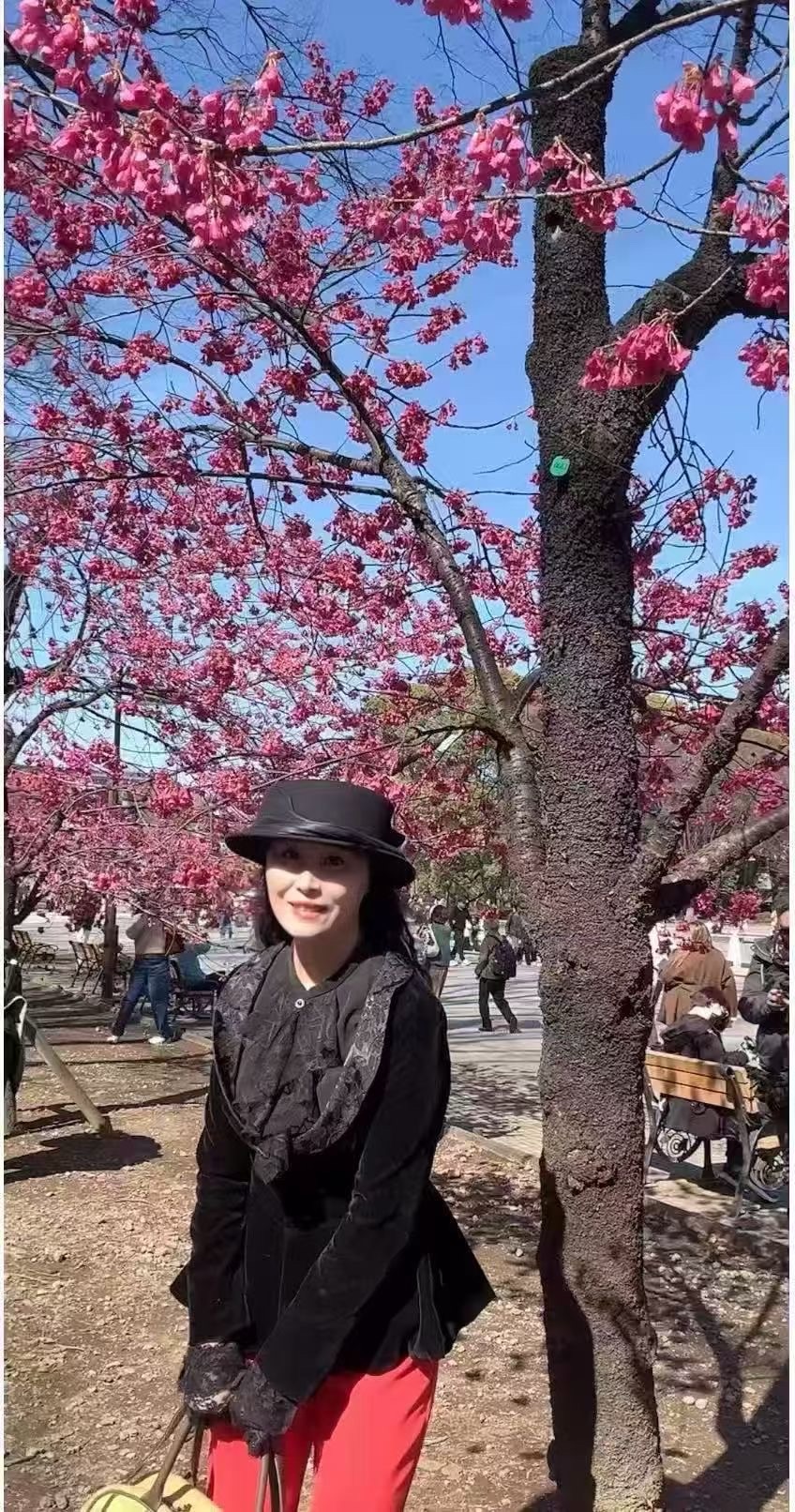 海外头条：《踏莎行·醉樱娘》作者||陈婷筠（图5）
