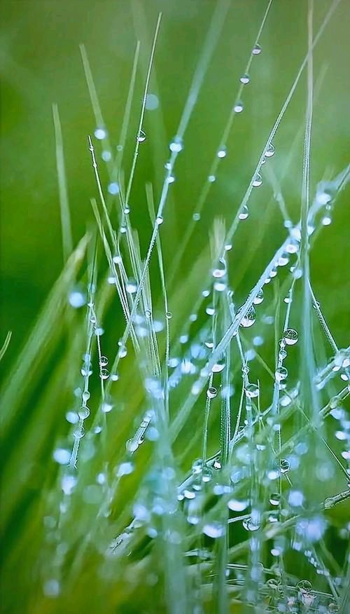 【茌山诗苑】山东岳传清‖情寄春雨（图4）