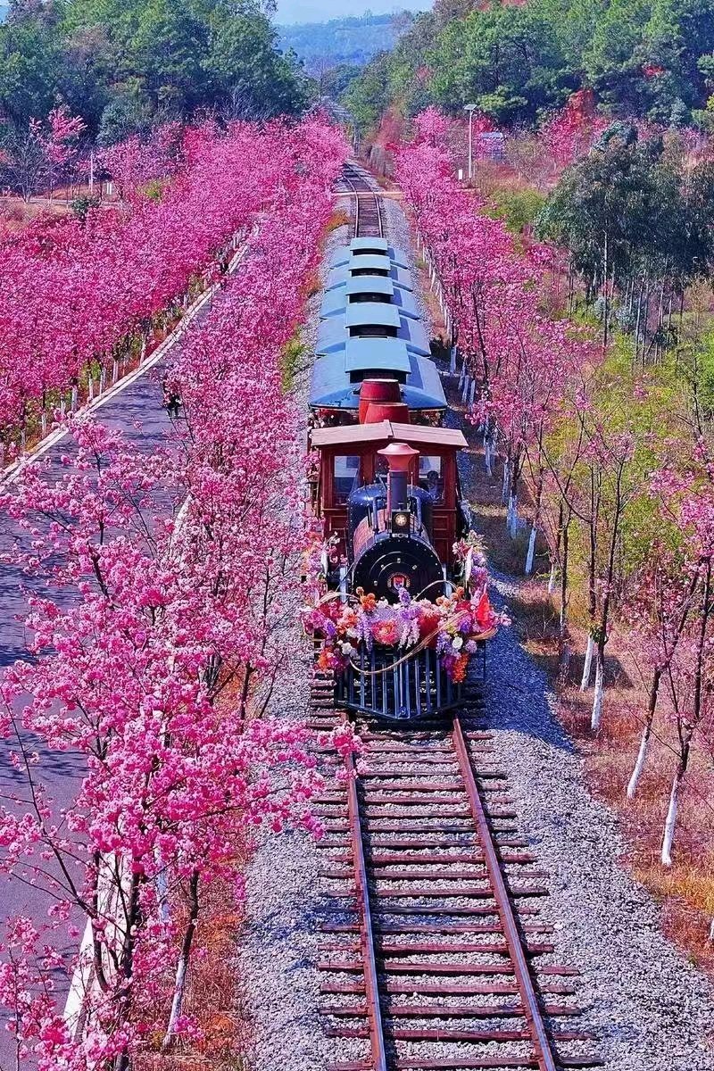 【荣耀中国】文学社*题昆明樱花节火车佳人图（二首）文/牟云青（山东龙口）（图5）