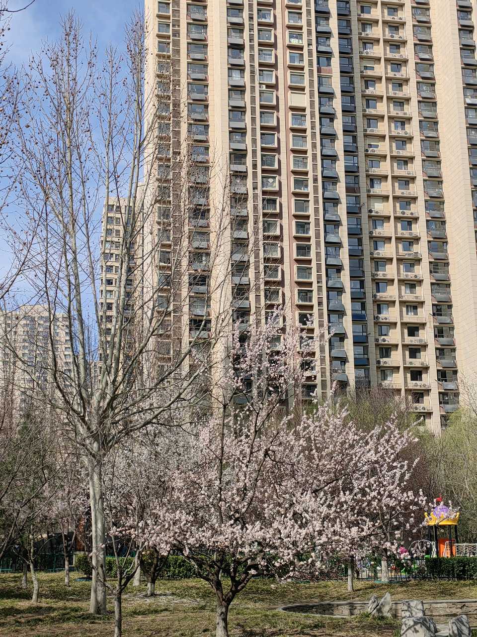 家园杏林美🌸（图5）