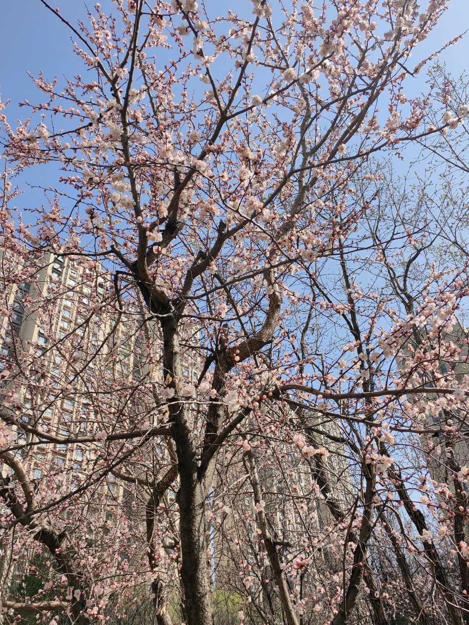 家园杏林美🌸（图9）