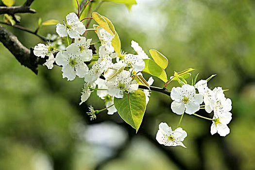 【荣耀中国】文学社*七律·春日抒怀李德政（安康）（图5）