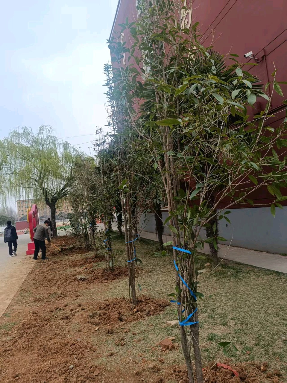 韩石华:捐赠树苗美化校园（图2）