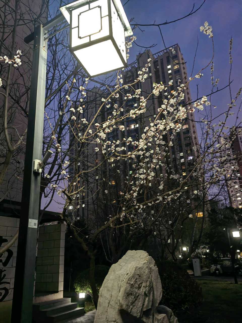 夜放花千树🌸（图4）