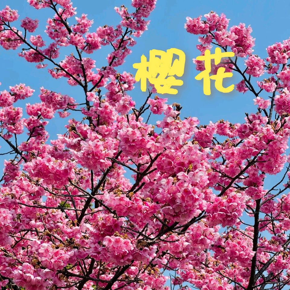 【国风燕赵诗社】2026年第八期(总第71期)综合刊与您共享!《北京头条》(图21)