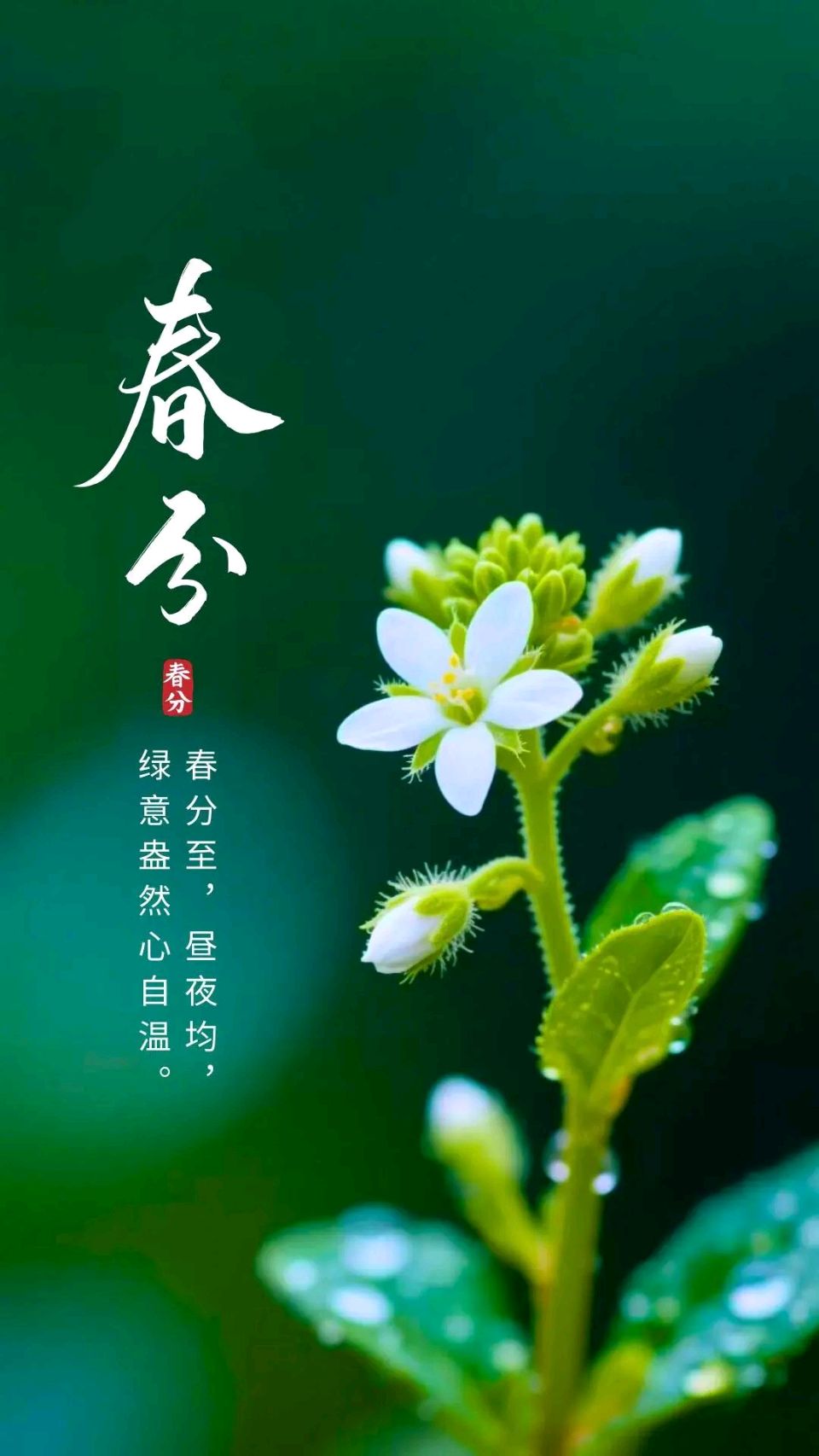 知名诗词家严宗碧老师精彩近作与君共赏