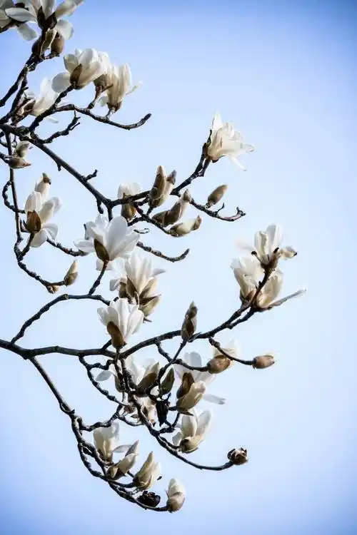 卫水洲的《生活，不必追逐繁华；日子，不必强求圆满》