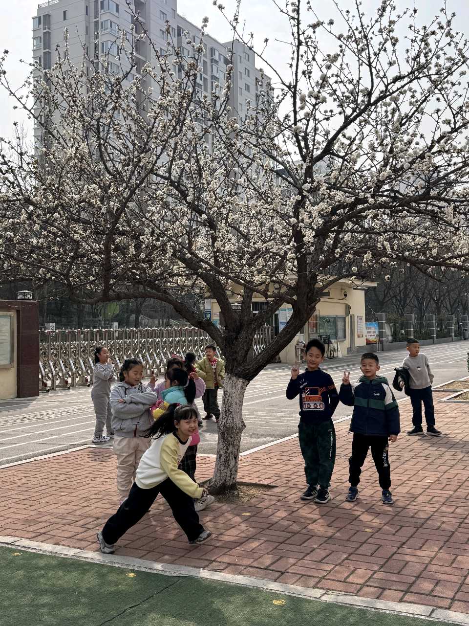 校园杏花🌸（图10）
