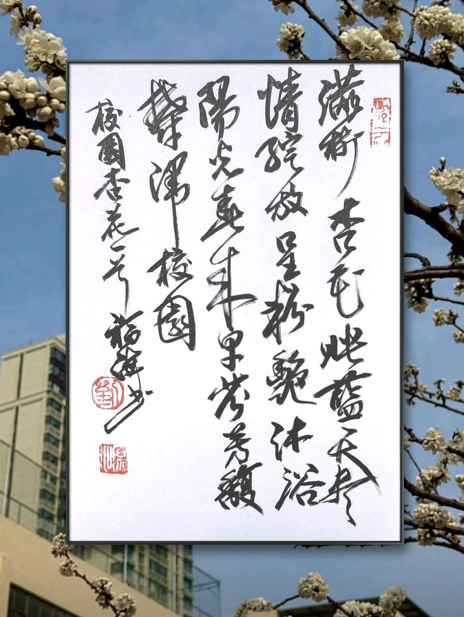 校园杏花🌸