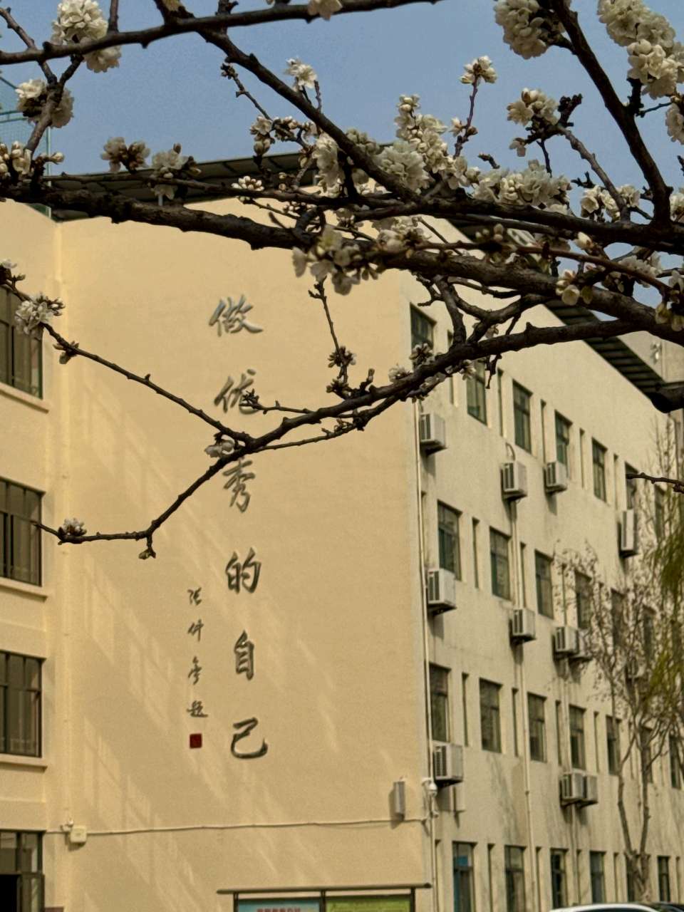 校园杏花🌸（图7）