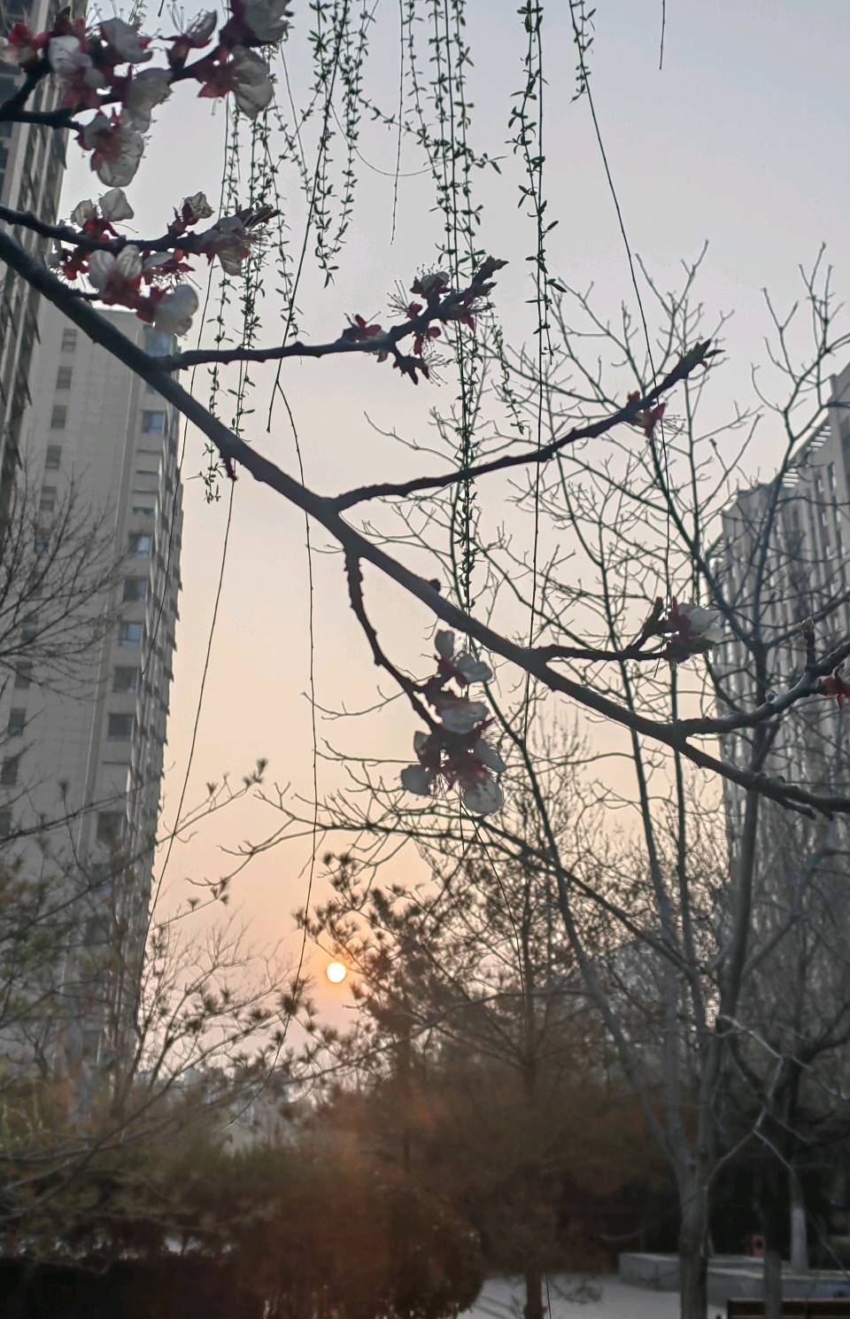 家园春早[太阳]（图4）