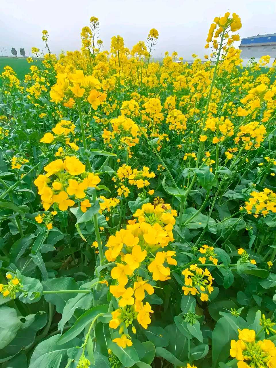 欣赏梁正明临江仙·油菜花（图2）