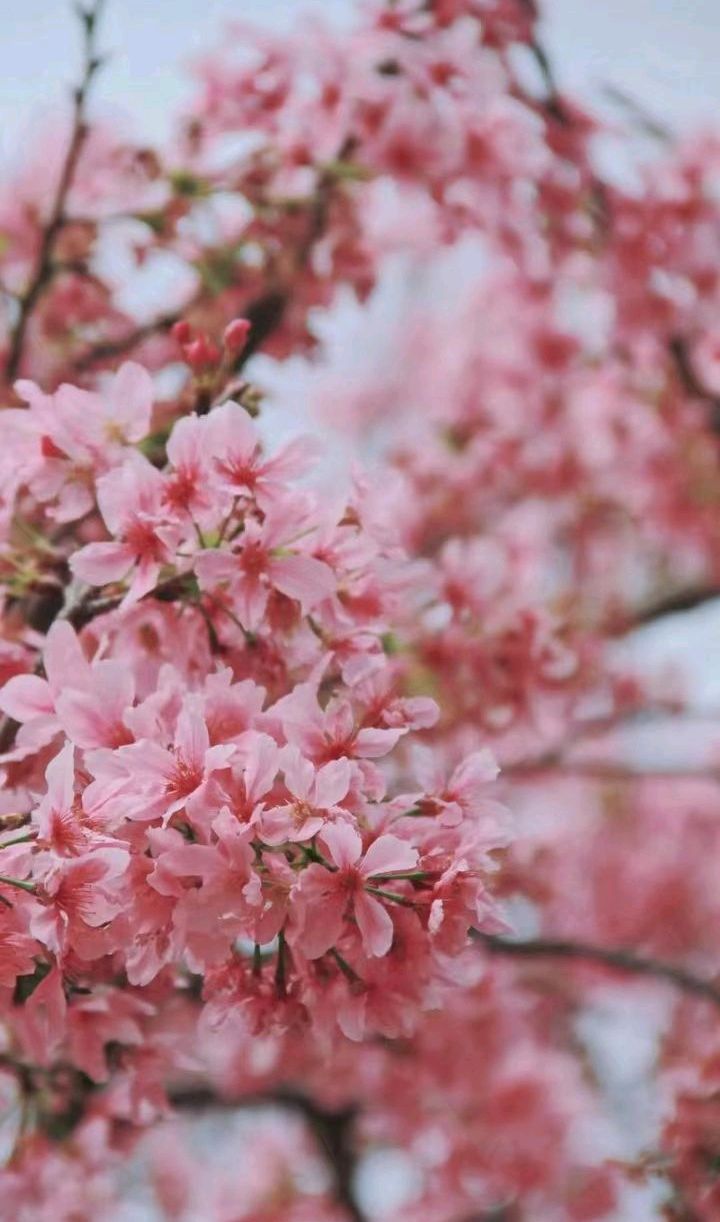 三元七绝~赤湾游/詹成（图8）