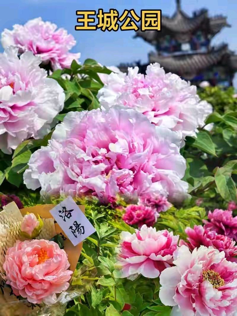 《咏十二个月》作者：牛汉杰 [中国现代诗歌文化传媒]（图8）