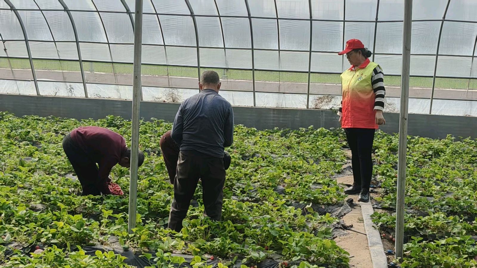 志愿助农探草莓 凝心聚力促振兴（图3）