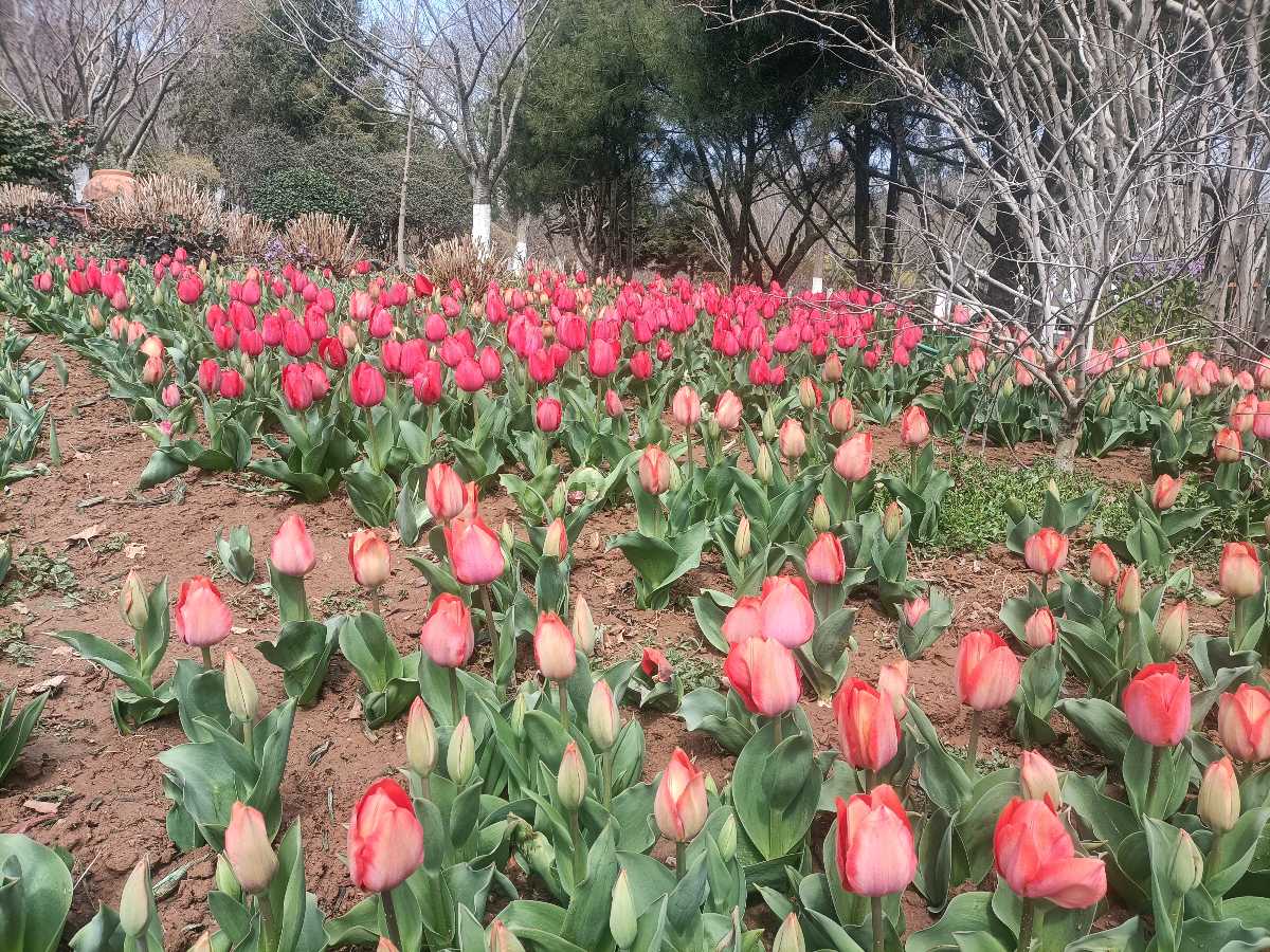 【新山东文学社】抒情散文:《青岛植物园春日漫兴》作者/草门居士(图11)