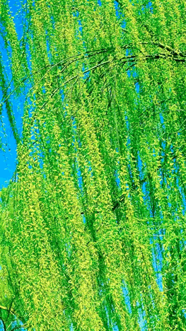 【上海香兰诗词社】咏春特刊第十期.上海头条.北京头条.因你而精彩(图41)
