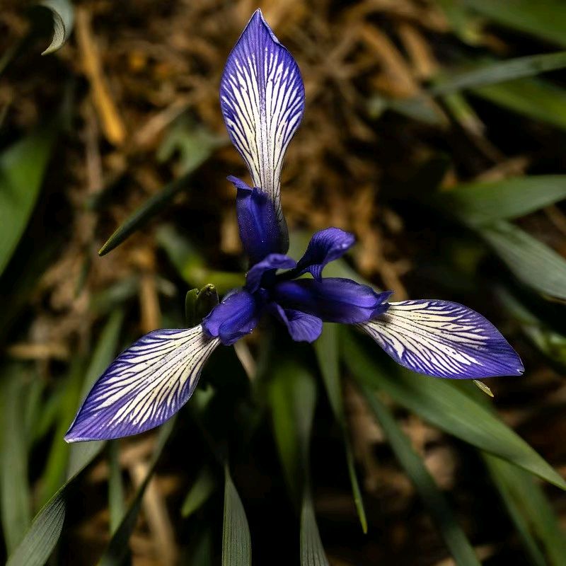 【都市头条向幸福出发编辑部】第15399期 减字木兰花·马兰花 华侬农（上官）（图4）