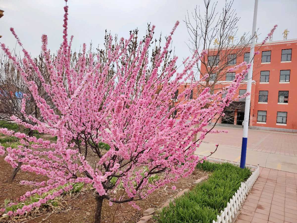 【都市头条向幸福出发编辑部】第15401期 三月的尾端 文 如月 主播 东霞（图2）