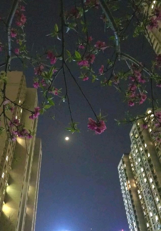 花前月下🌙（图2）
