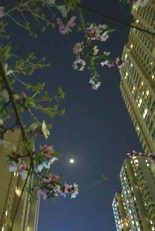 花前月下🌙（图5）