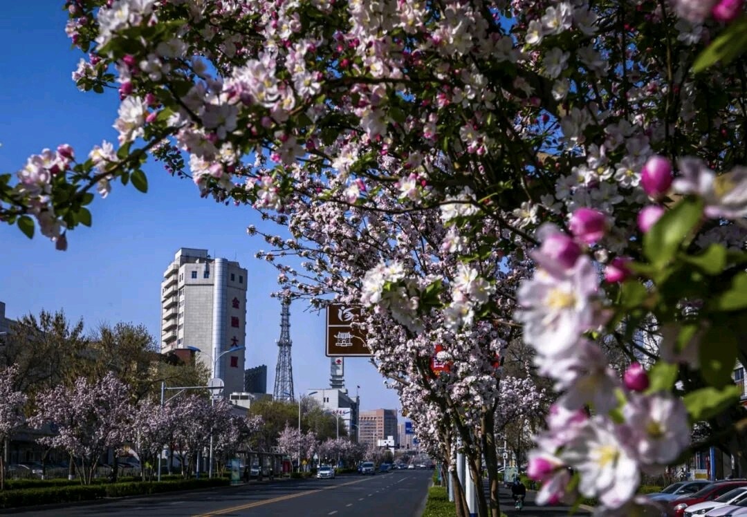 《沧州海棠大道》文/老渔翁（图4）