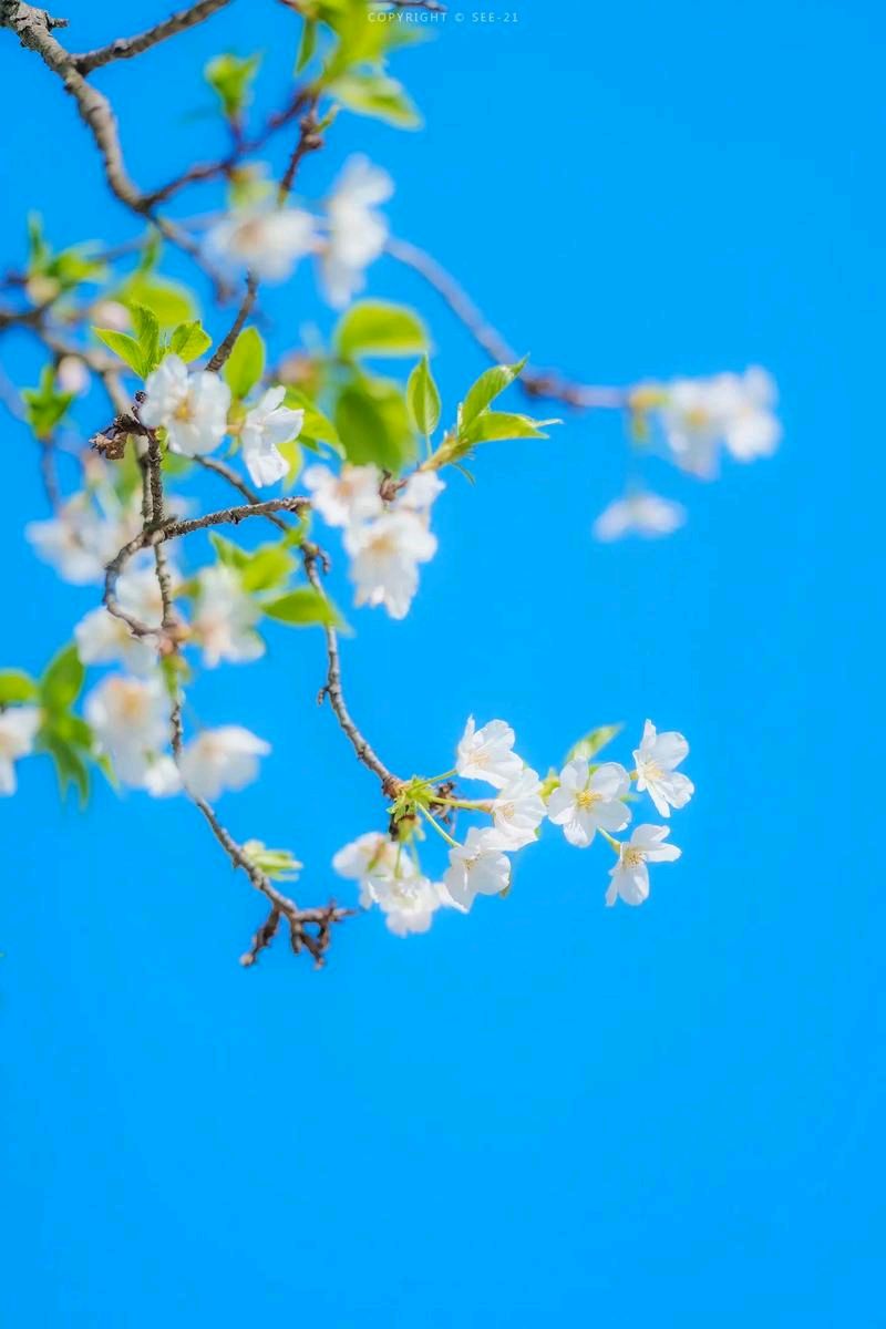 【神都诗社】龙门诗苑056期《樱花》（图3）