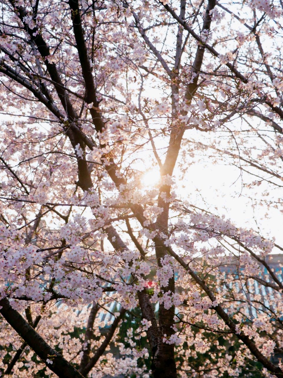 【神都诗社】龙门诗苑056期《樱花》（图7）