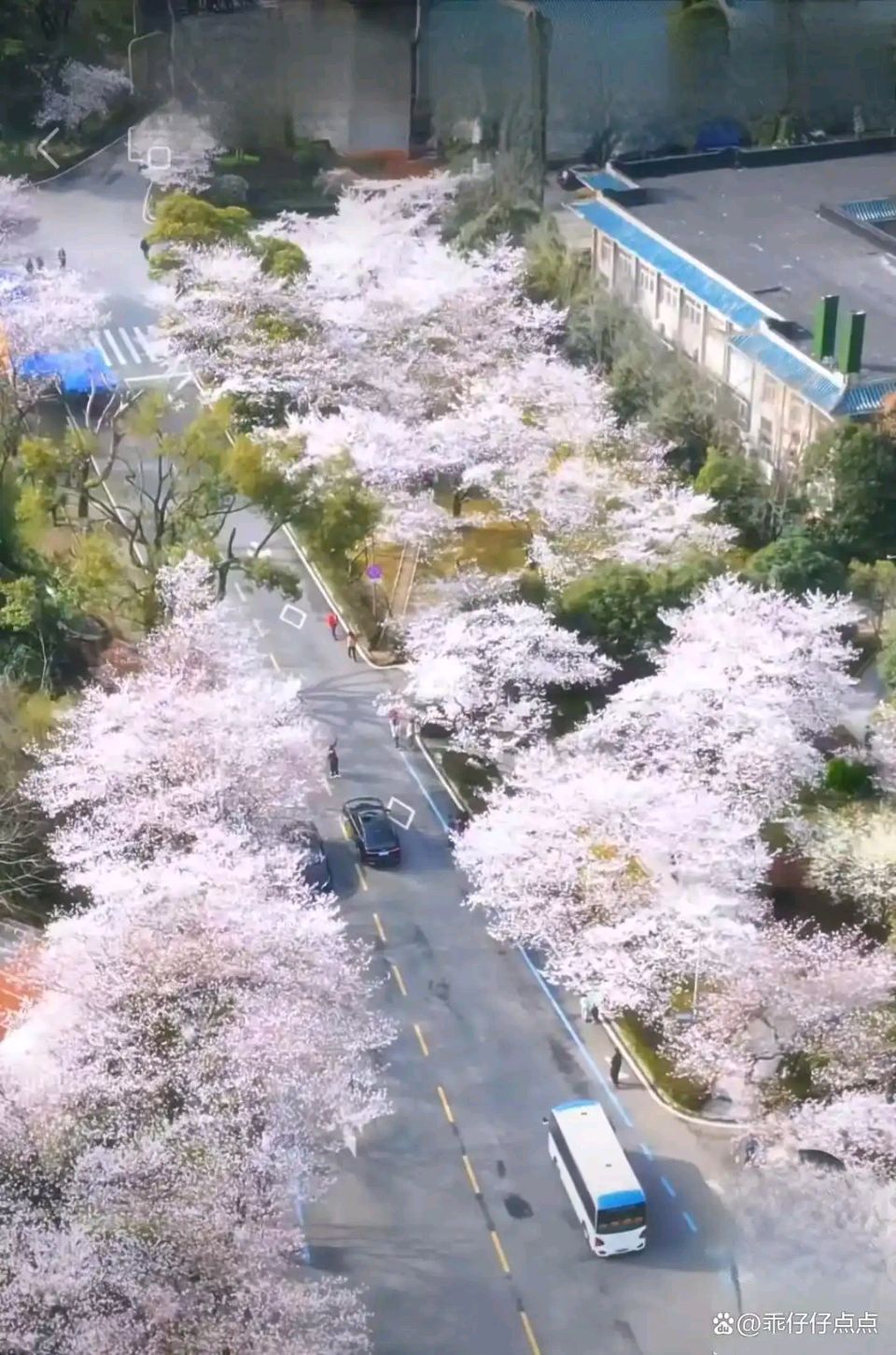 【神都诗社】龙门诗苑056期《樱花》（图15）