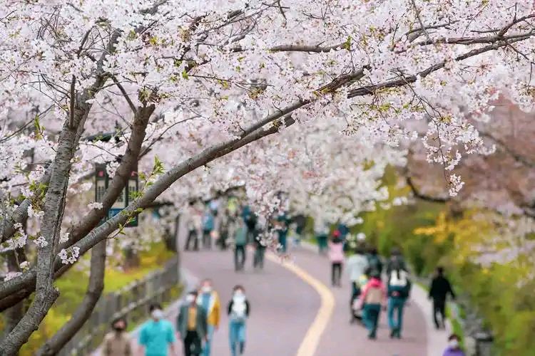 【神都诗社】龙门诗苑056期《樱花》（图17）