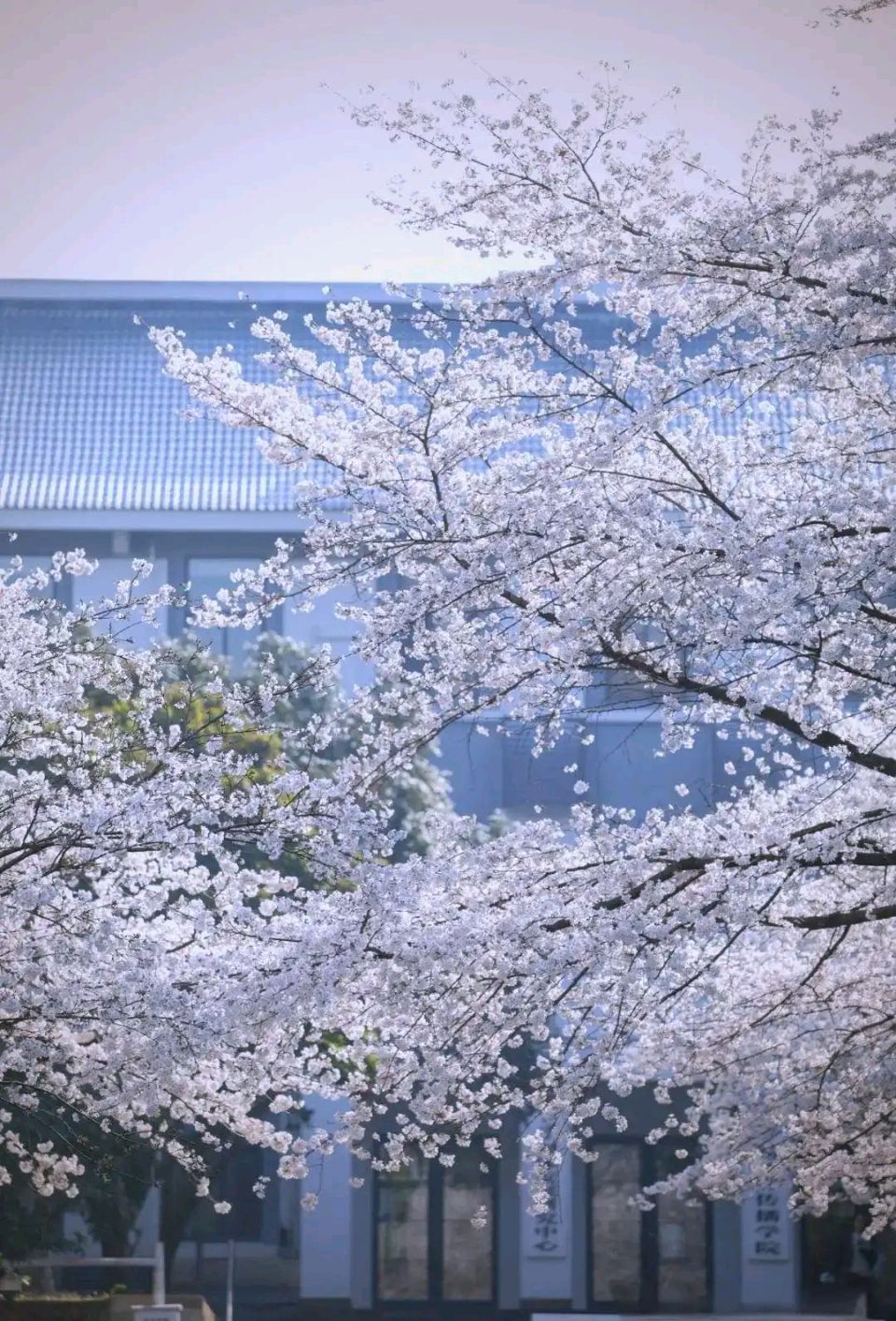 【神都诗社】龙门诗苑056期《樱花》（图16）