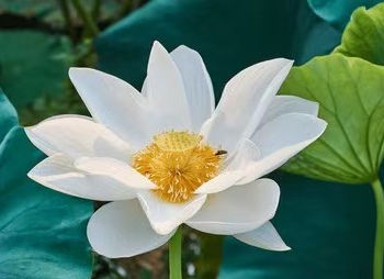 七律 . 感慈心/江冲（图5）