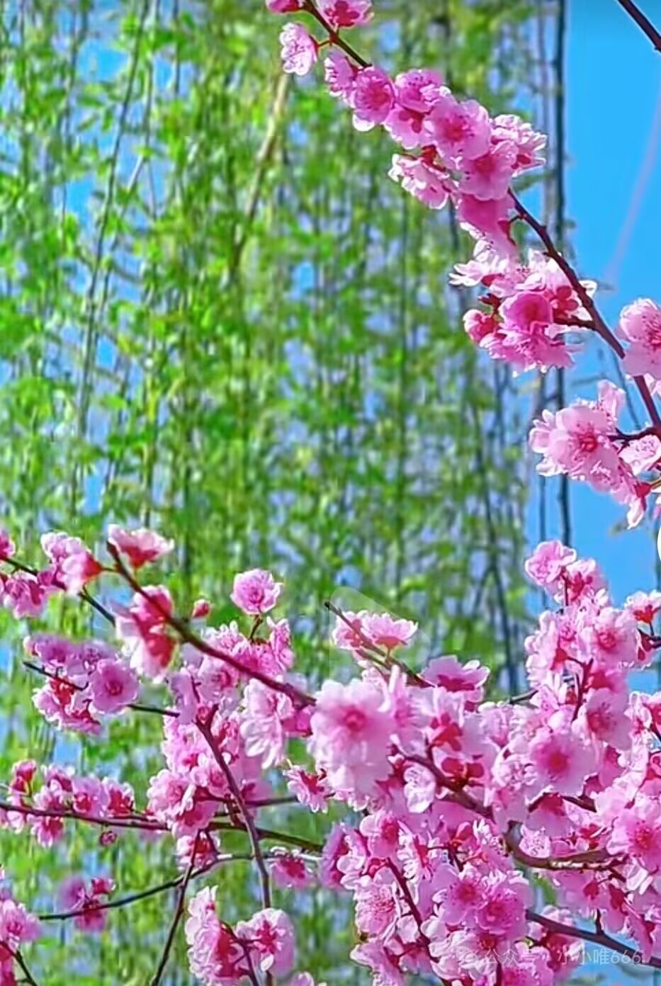 桃花03 桃花03