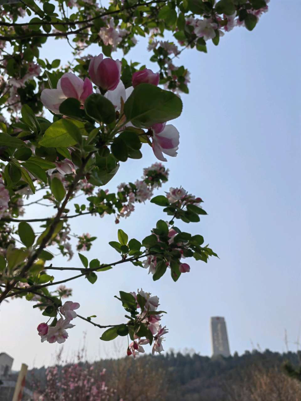 英雄山下花正红🌸（图6）