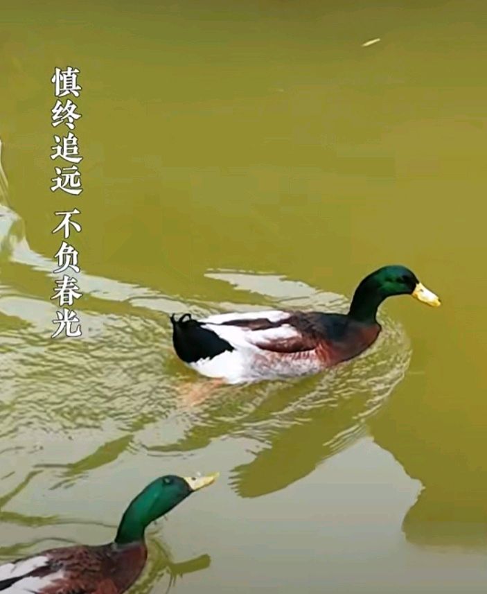 孝德颂·清明感怀 合咏～李宣财（福建）（图21）