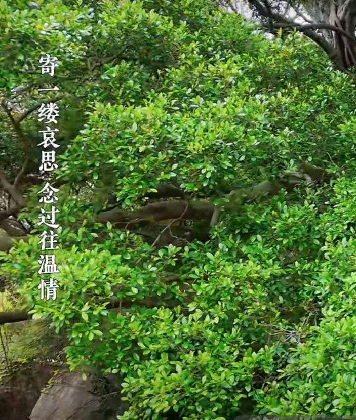 孝德颂·清明感怀 合咏～李宣财（福建）（图19）