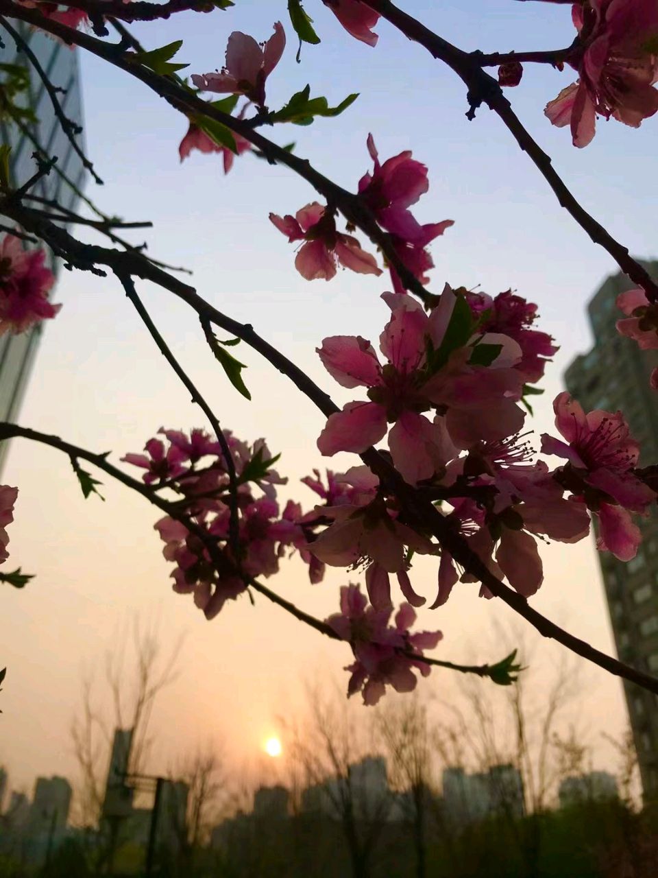 映日桃花🌸（图5）