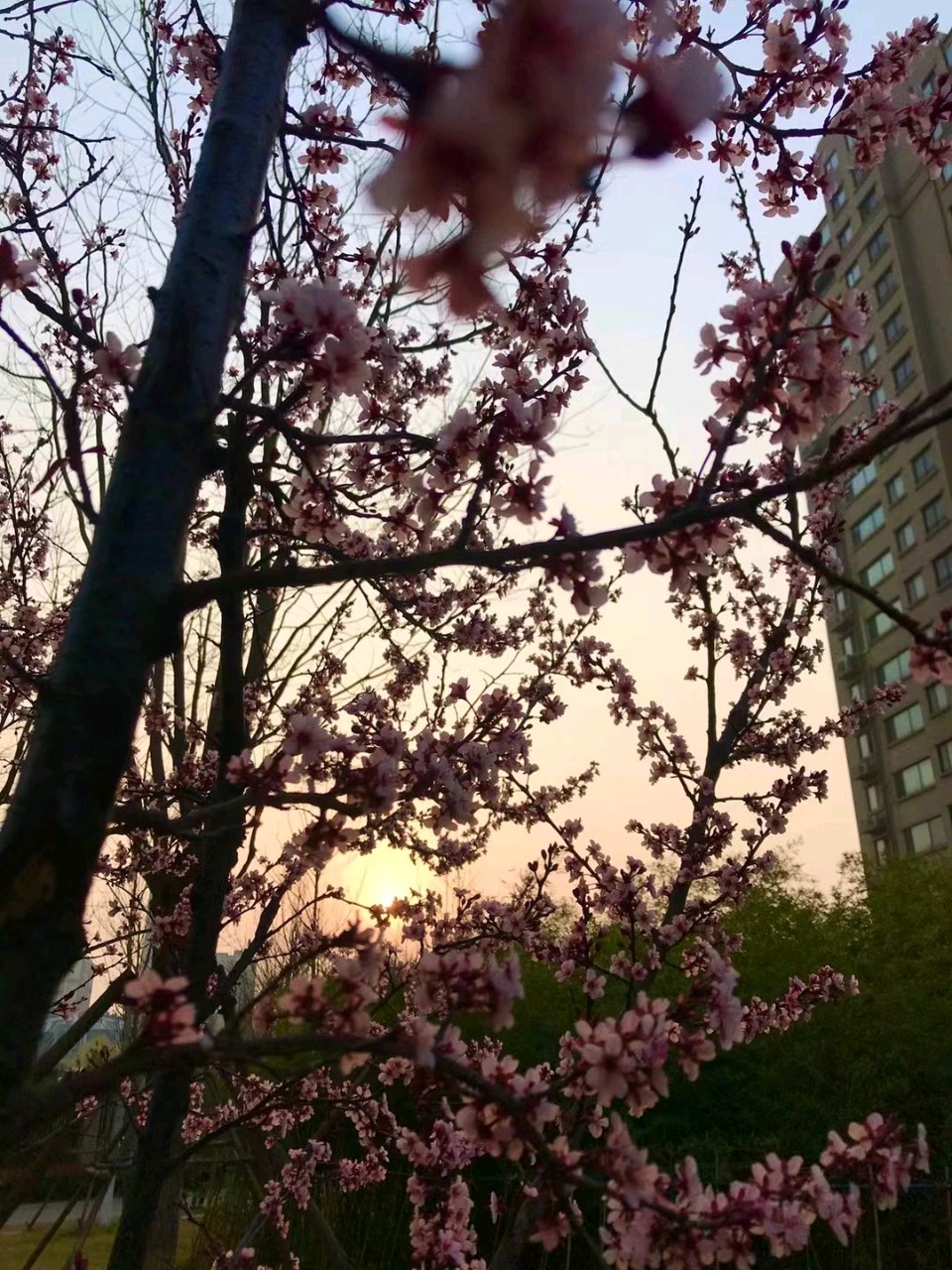 映日桃花🌸（图8）