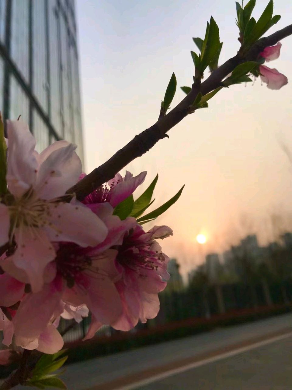 映日桃花🌸（图4）