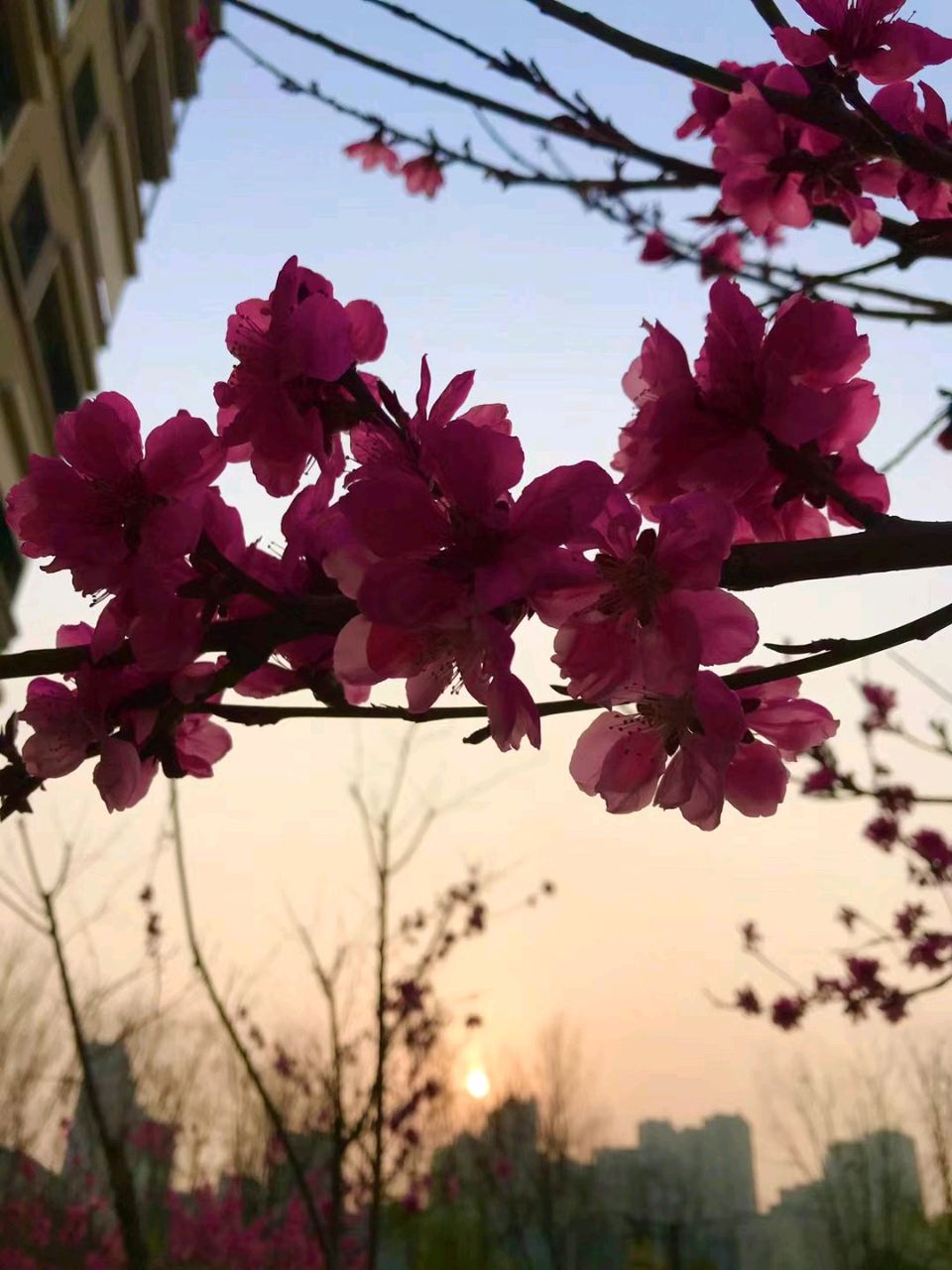 映日桃花🌸（图6）