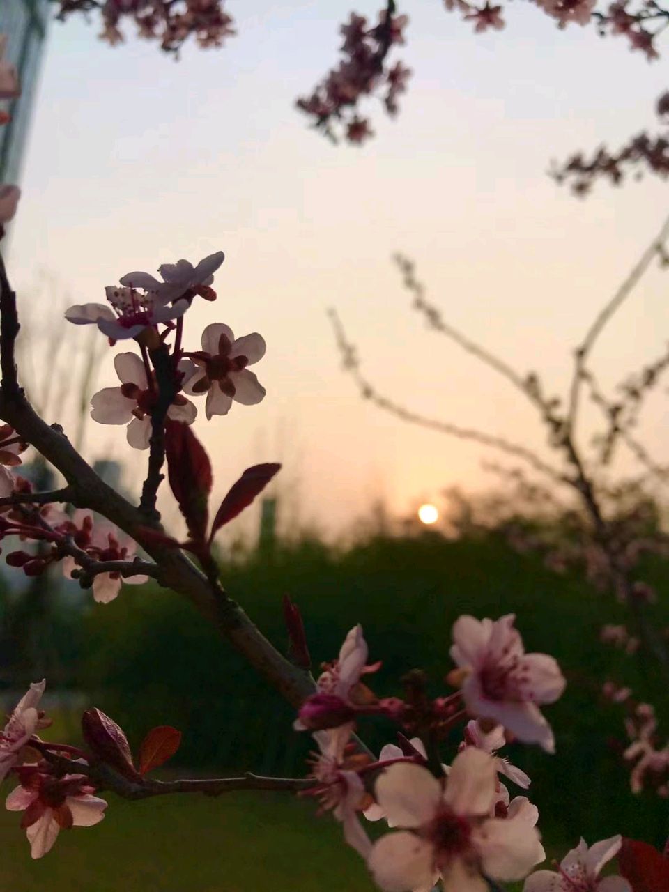 映日桃花🌸（图7）